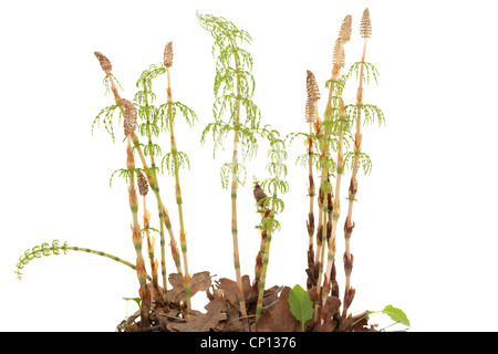 young plants of horsetail on white background Stock Photo