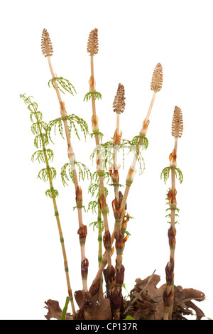 young plants of horsetail on white background Stock Photo