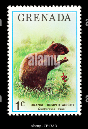Postage stamp from Grenada depicting an orange-rumped acouti. Stock Photo