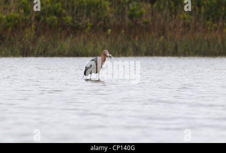 Reddish Egret, Egretta rufescens, in the shallow waters of lagoon and marsh of Fort de Soto looking for fish, Florida, USA Stock Photo