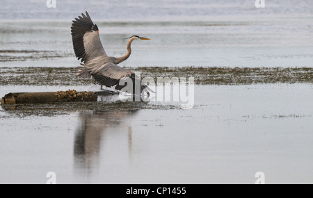Great Blue Heron at the beach of Fort de Soto looking for food. Florida East Coast. Gulf of Mexico. United States.of America Stock Photo