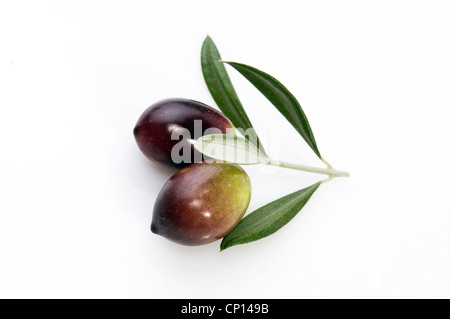 Black olives on a branch isolated on white background Stock Photo