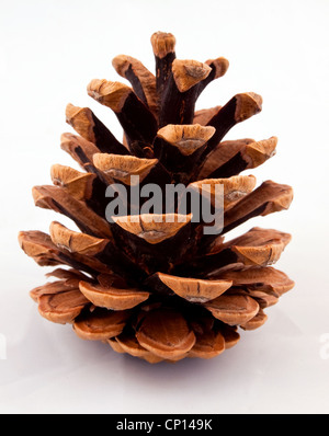 Pine cone fully open on a white background Stock Photo