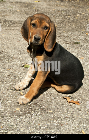 Lonely homeless puppy Stock Photo