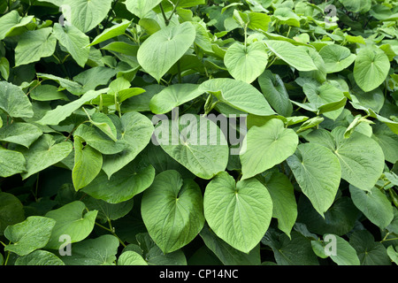 Kava foliage, shrub growing. Stock Photo