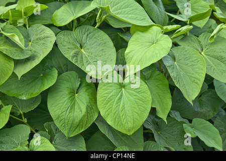 Kava foliage, shrub growing. Stock Photo