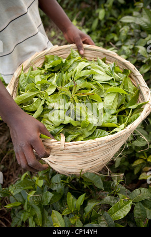 Workers harvest fresh tea leaves in the fields of Fort Portal, Uganda, East Africa. Stock Photo