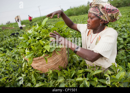 Workers harvest fresh tea leaves in the fields of Fort Portal, Uganda, East Africa. Stock Photo