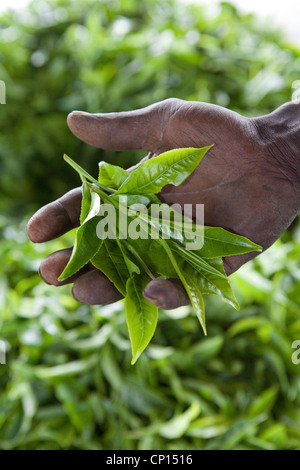 A worker holds freshly harvested tea leaves on a plantation in Fort Portal, Uganda, East Africa. Stock Photo