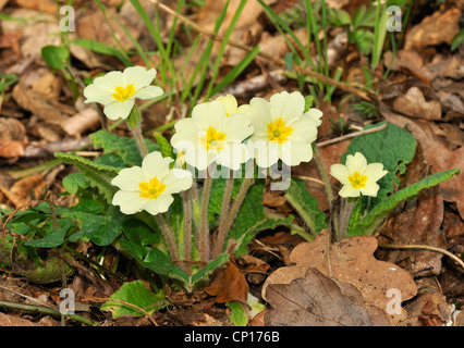Primrose - Primula vulgaris Growing in woodland leaf litter Stock Photo