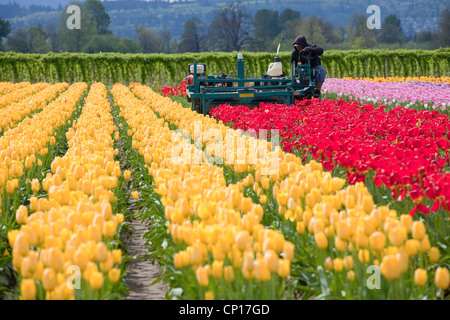 Harvesting tulips in a farm, Woodland WA. Stock Photo