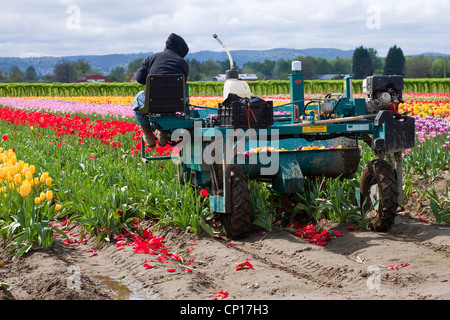 Harvesting tulips in a farm, Woodland WA. Stock Photo