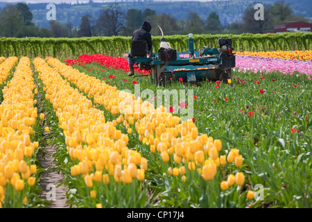 Harvesting tulips in a farm, Woodland WA. Stock Photo