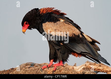 Bateleur eagle (Terathopius ecaudatus) perched on a branch, Kruger National Park, South Africa Stock Photo