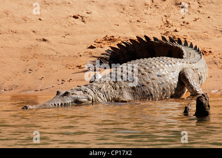 Large freshwater crocodile (Crocodylus johnstoni), Kakadu National Park, Northern Territory, Australia Stock Photo