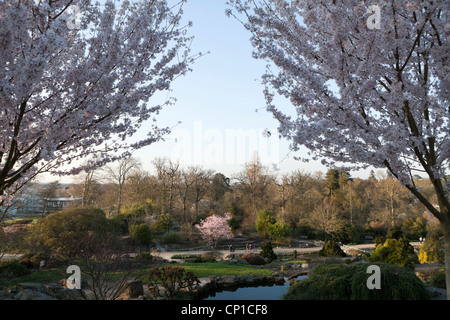 Twin cherry trees D Prunus pendula var 'Rosea' in full bloom at RHS Wisley, Surrey, Stock Photo