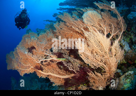 Diver visits Gorgonian fan corals in the Red Sea, Egypt Stock Photo