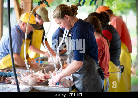 Group cleaning and preparing slaughtered chickens on a poultry farm Stock Photo