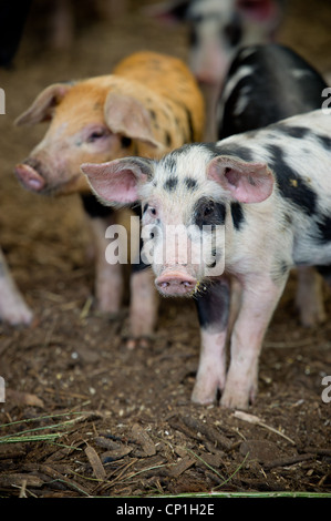 Pigs in a pen on a farm  Stock Photo