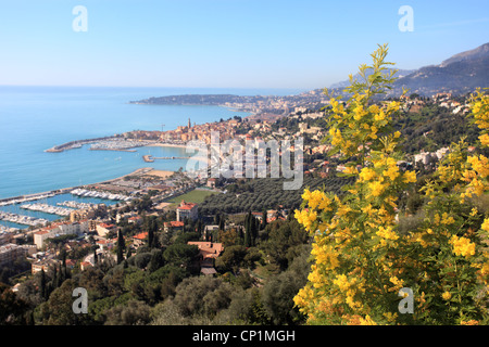 Overview of the coastal city of Menton on the French Riviera with the flowered Mimosa Stock Photo