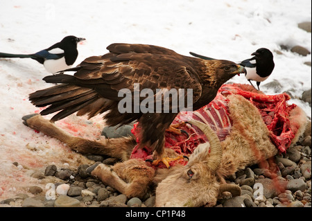 Golden Eagle (Aquila chrysaetos) feeding on Bighorn Sheep carcass, Yellowstone NP, Wyoming, USA Stock Photo