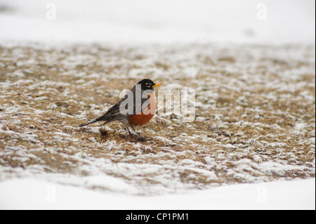 American robin (Turdus migratorius) in winter snowstorm, Ontario, Canada Stock Photo