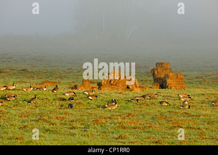 Canada geese (Branta canadensis) Migratory flock foraging in hayfield, Whitefish, Ontario, Canada Stock Photo