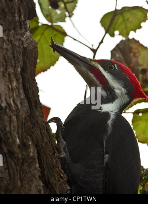 Pileated Woodpecker (Dryocopus pileatus) with a grub Stock Photo