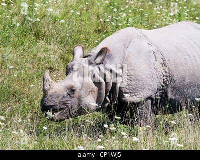 Greater One-Horned Asian Rhino (Rhinoceros unicornis) or Indian Rhino grazing in a field Stock Photo