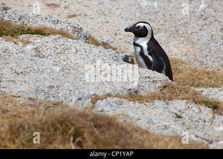 An African penguin on the rocks at Boulders Beach, Simon's Town, South Africa. Stock Photo