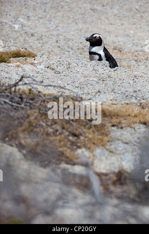 An African penguin on the rocks at Boulders Beach, Simon's Town, South Africa. Stock Photo