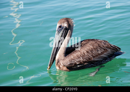 Brown pelican Stock Photo