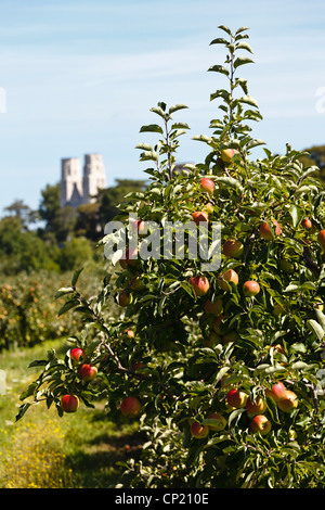 Apple trees on the Fruit Road (Route des Fruits) and Jumièges Abbey in the background, Normandy, France. Stock Photo