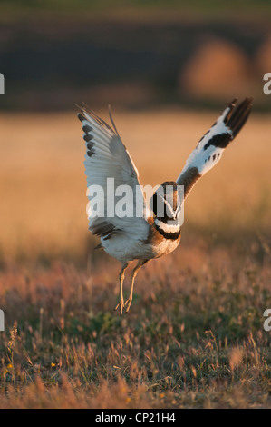 Jumping Little Bustard male in mating time, Spain Stock Photo