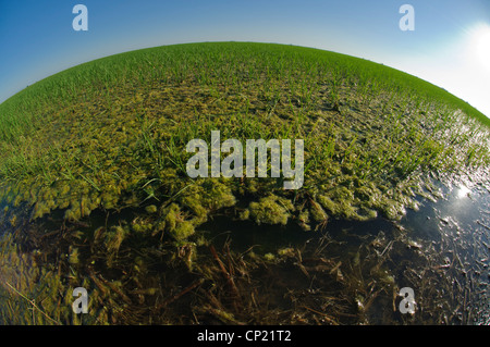 Ricefields in June in Southern Spain. Stock Photo