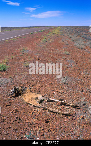 South Australia, roadkill, dead kangaroo along the Stuart Highway through the outback between Coober Pedy and Alice Springs Stock Photo