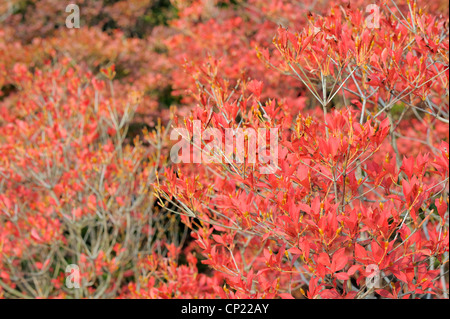 red bush in autumn, Japan Stock Photo