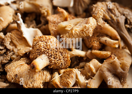 Mixed wild mushrooms for sale at a farmer's market in PA, USA