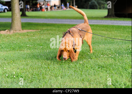 BLOODHOUND SEARCH AND RESCUE DOG Stock Photo