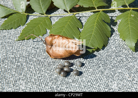 CLOSE-UP OF SEED PODS FROM GOLDEN RAIN TREE (KOELREUTERIA PANICULATA) / NEW JERSEY Stock Photo