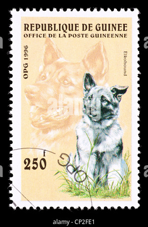 Postage stamp from Guinea depicting an elkhound dog. Stock Photo