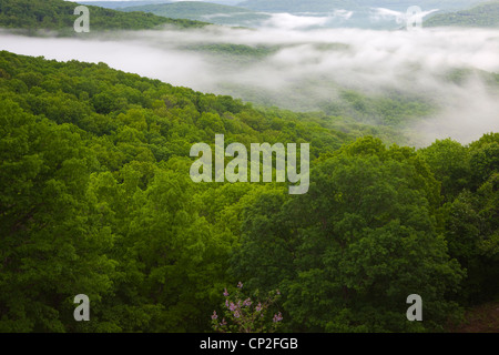 Misty Mountain Valley View near Artist Point - Ozark Mountains of Arkansas– USA Stock Photo