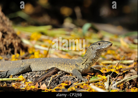 Nile monitor - Water Leguaan (Varanus niloticus - Lacerta monitor - Lacerta nilotica) looking for food on the ground Stock Photo