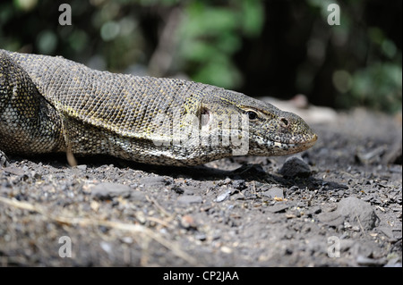 Nile monitor - Water Leguaan (Varanus niloticus - Lacerta monitor - Lacerta nilotica) looking for food on the ground Stock Photo
