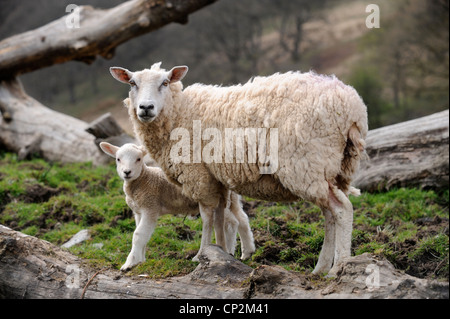 Sheep farming in Wales - a ewe with her spring lamb UK Stock Photo