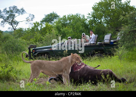 Tourists on an open game drive vehicle watching a lioness at a buffalo kill Stock Photo