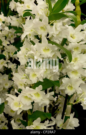 Dendrobium Spring Dream Stock Photo