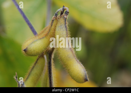 Soya beans growing in the UK. Stock Photo