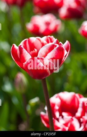 Tulipa Drumline Stock Photo