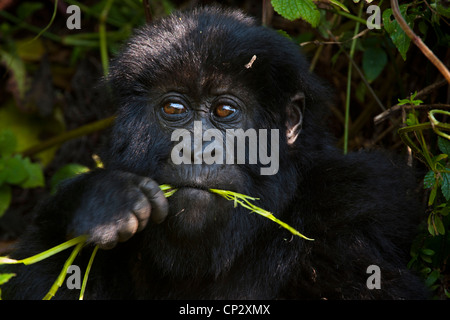 Mountain Gorilla (Gorilla g. beringei) baby feeding on green stalk Stock Photo